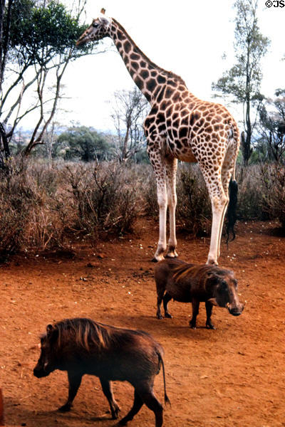 Rothschild giraffe (<i>Giraffa camelopardalis rothschildi</i>) irregular polygonal spot without marking on lower legs towers over warthogs at Giraffe Centre near Nairobi. Kenya.