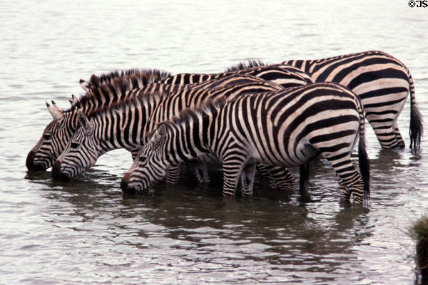 Common zebras (<i>Equus quagga</i>) drinking in Nairobi National Park. Kenya.