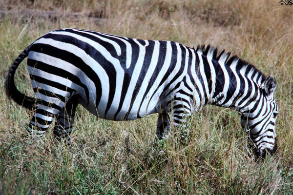 A common zebra (<i>Equus quagga</i>) grazes in Masai Mara National Reserve. Kenya.