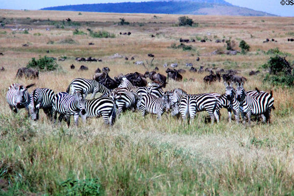 Herd of common zebra (<i>Equus quagga</i>) grazes in Masai Mara National Reserve. Kenya.