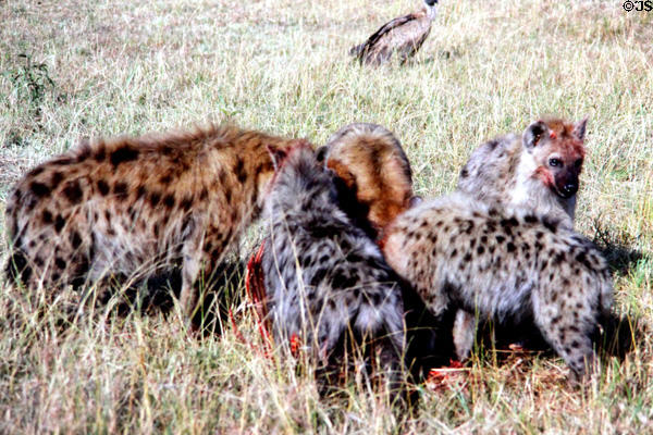 Spotted Hyaena (hyena) (<i>Crocuta crocuta</i>) feeding on carrion show their dog-like behavior in Masai Mara National Reserve. Kenya.