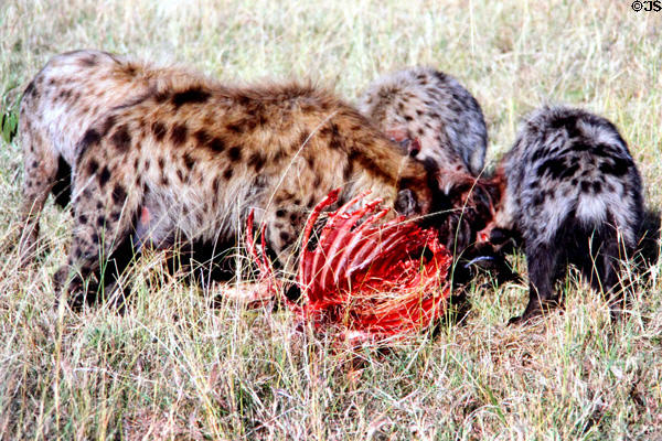 Spotted Hyaenas (hyenas) (<i>Crocuta crocuta</i>) picking a carcass clean in Masai Mara Reserve. Kenya.