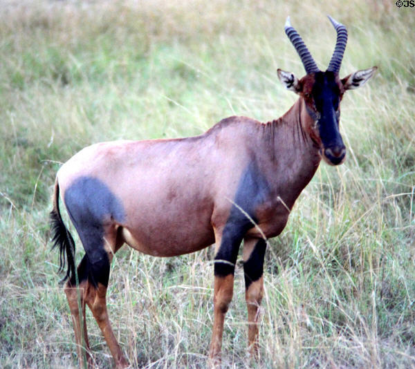 Topi (<i>Damaliscus lunatus jimela</i>), a type of antelope seen in Masai Mara National Reserve. Kenya.
