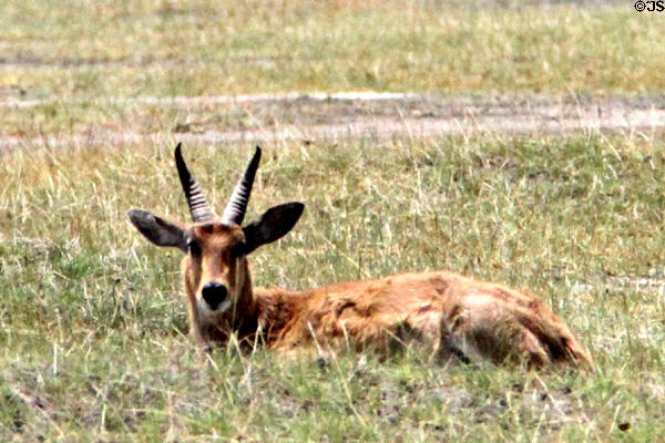 Bohor Reedbuck (<i>Redunca redunca</i>) an antelope resting in grasses of Lake Nakuru National Park. Kenya.
