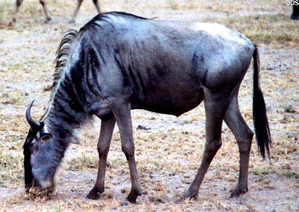 Gnu (aka blue wildebeest) (<i>Connochaetes taurinus</i>) in Amboseli Park. Kenya.