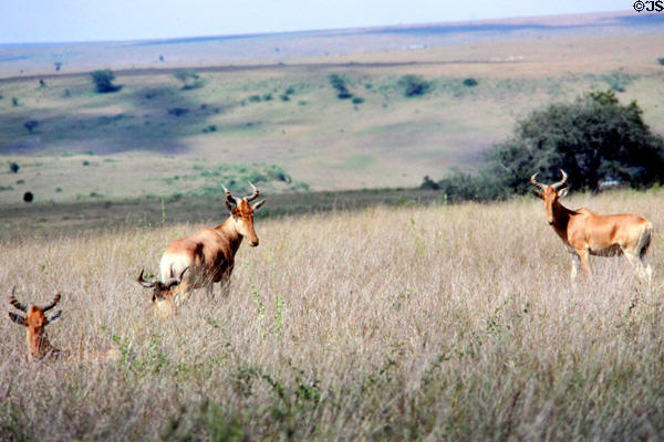 Coke's Hartebeest (aka Kongoni) (<i>Alcelaphus buselaphus</i>) in tall grasses of Nairobi National Park. Kenya.