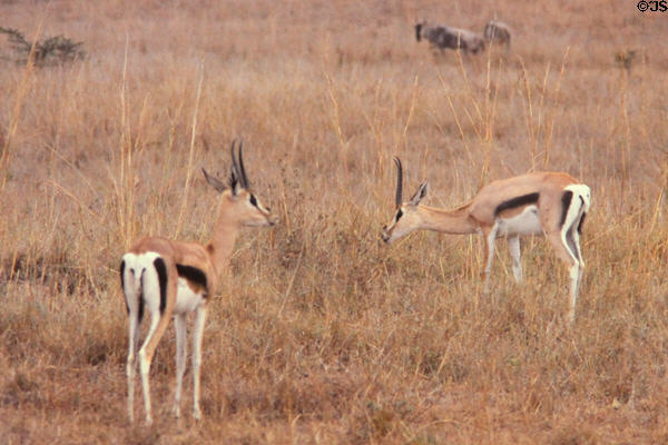 Thomson's gazelle (<i>Eudorcas thomsonii</i>) in Nairobi National Park. Kenya.