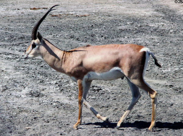 Thomson's gazelle (<i>Eudorcas thomsonii</i>) one of many species of Antelope in Kenya in Masai Mara. Kenya.