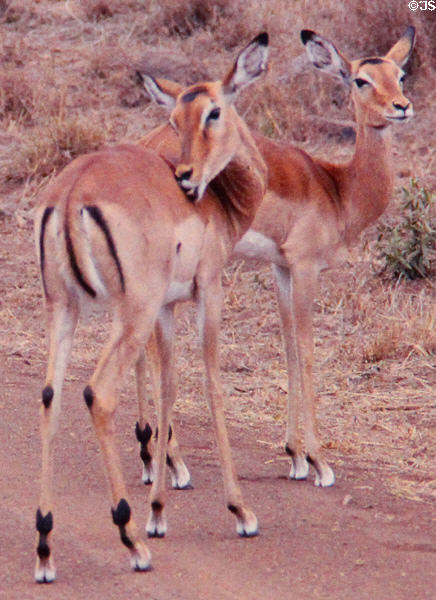 Impalas (<i>Aepyceros melampus</i>) in Nairobi National Park. Kenya.