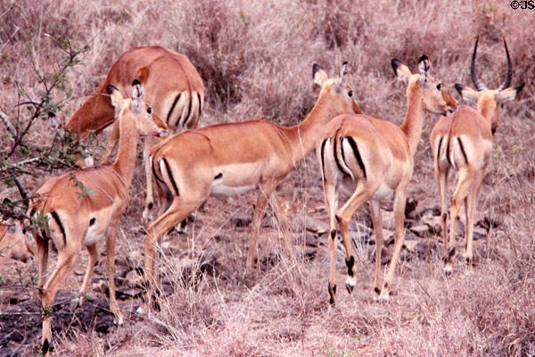 Impala male with harem (<i>Aepyceros melampus</i>) in Nairobi National Park. Kenya.