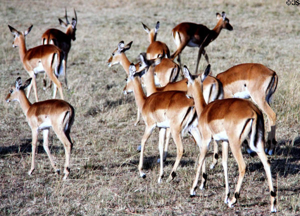 Herd of Impala (<i>Aepyceros melampus</i>) in Masai Mara Reserve. Kenya.