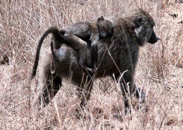 Baboon with baby on back in Nairobi National Park. Kenya.