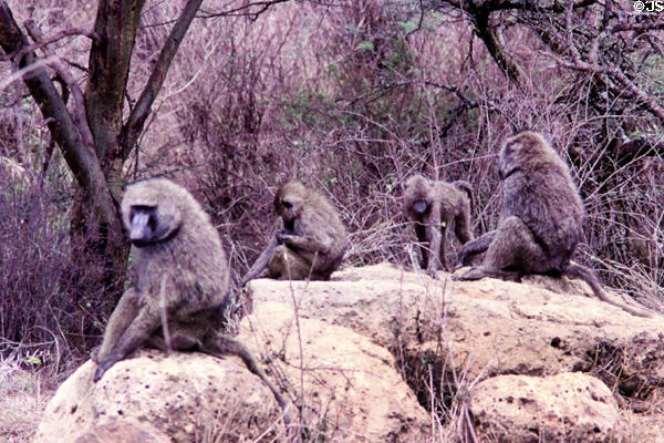 Troop of Yellow Baboons (<i>Papio cynocephalus</i>) in Nairobi National Park. Kenya.
