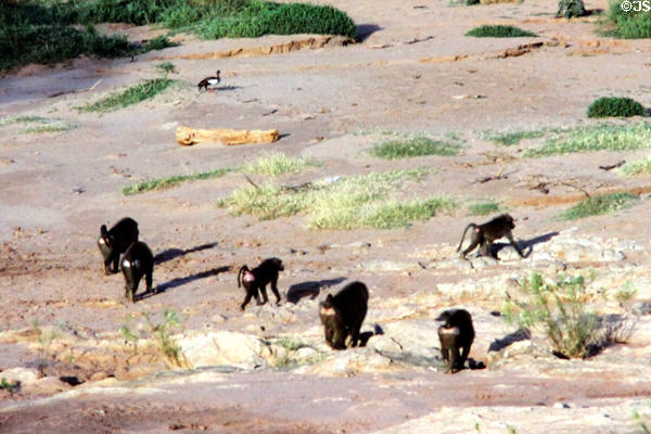 Troop of Yellow Baboons (<i>Papio cynocephalus</i>) in Samburu National Reserve. Kenya.