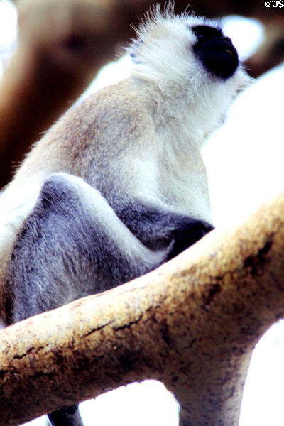 Vervet monkey (<i>Chlorocebus pygerythrus</i>) in tree in Nairobi National Park. Kenya.