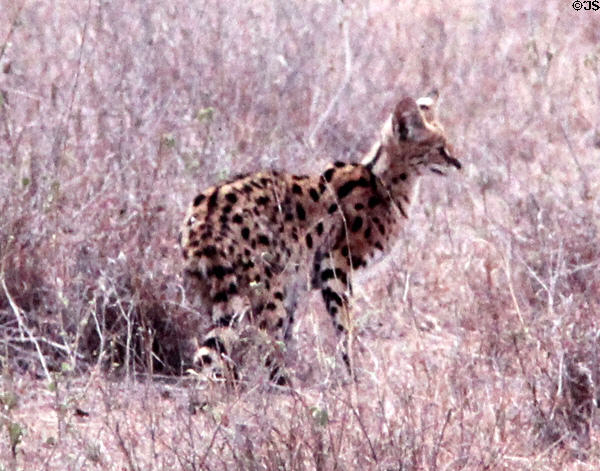 Common Genet cat (<i>Genetta genetta</i>) in Nairobi National Park. Kenya.