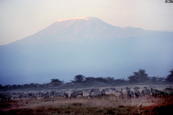 Herd of zebra graze before snow-capped Mount Kilimanjaro, Amboseli National Park. Kenya.