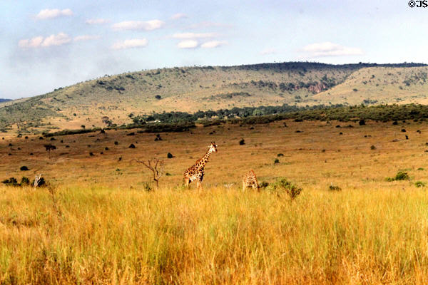 Giraffes on landscape of Masai Mara National Reserve. Kenya.