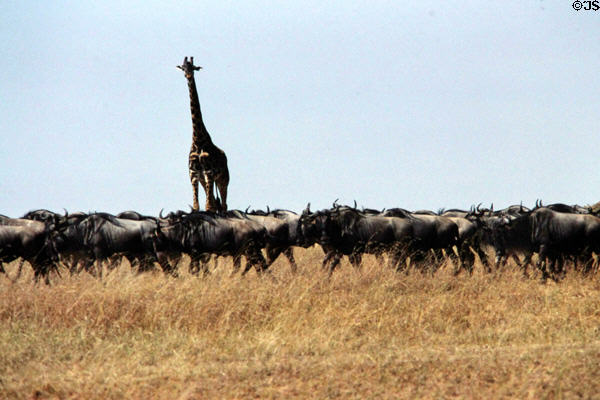 Giraffe waits for gnus traffic jam in Masai Mara National Reserve. Kenya.