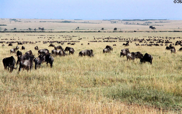 Gnus grazing on fields of Masai Mara Reserve. Kenya.