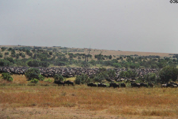 Dense congregation of Gnus grazing on fields of Masai Mara Reserve. Kenya.