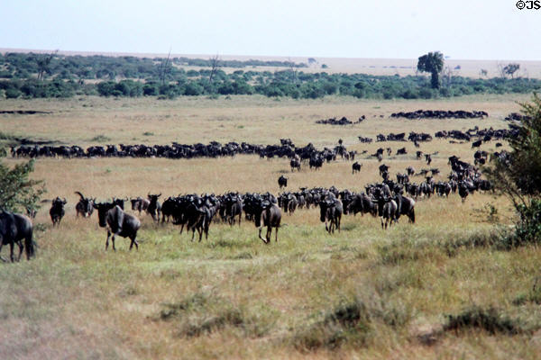 Herds of gnus in Masai Mara National Reserve. Kenya.