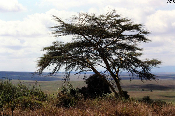 Landscape of Nairobi National Park featuring a yellow fever tree. Kenya.