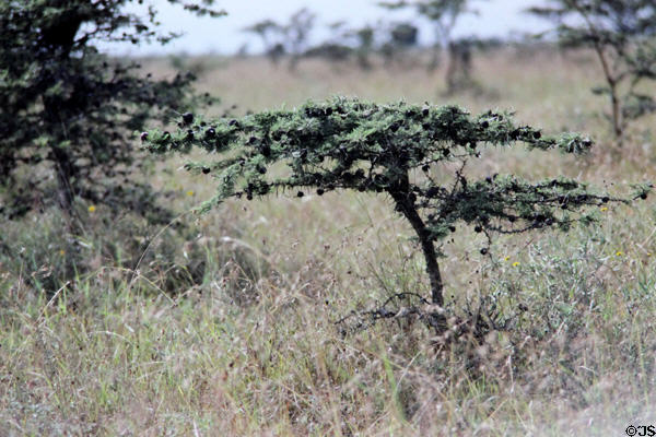 Whistling Acacia which provide shelter & nectar for ants which in turn protect the tree from mammalian browsers in Nairobi National Park. Kenya.