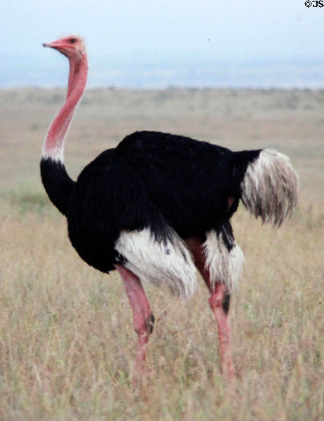 A male ostrich (<i>Struthio camelus</i>) walks plains of Nairobi National Park. Kenya.