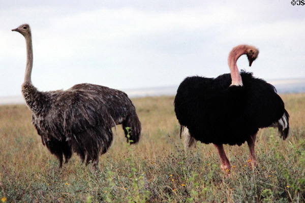 Brown female & black male ostrich i(<i>Struthio camelus</i>) n Nairobi National Park. Kenya.