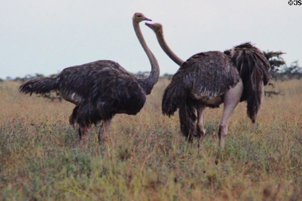Two female ostriches (<i>Struthio camelus</i>) in Nairobi National Park. Kenya.