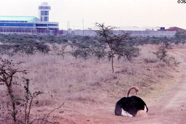 A male ostrich (<i>Struthio camelus</i>) sit on ground Nairobi airport. Kenya.