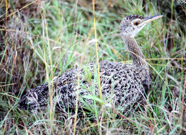 Kori Bustard (<i>Ardeotis kori</i>) camouflaged in grasses of Nairobi National Park. Kenya.