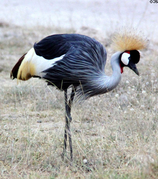 Grey Crowned Crane (<i>Balearica regulorum</i>) in Amboseli National Park. Kenya.