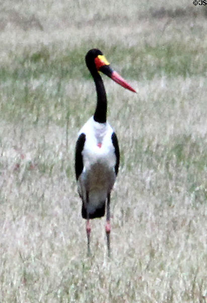 Saddle Bill Stork (<i>Ephippiorhynchus senegalensis</i>) in Southern Kenya.