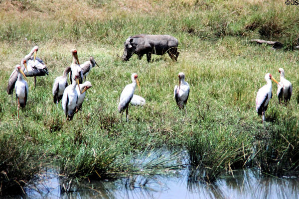 Yellow-Billed Storks (<i>Mycteria ibis</i>) & warthog by river in Masai Mara Reserve. Kenya.