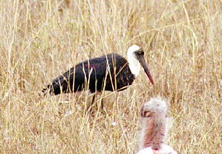 A Woolly-necked stork among Maribou storks in Nairobi National Park. Kenya.