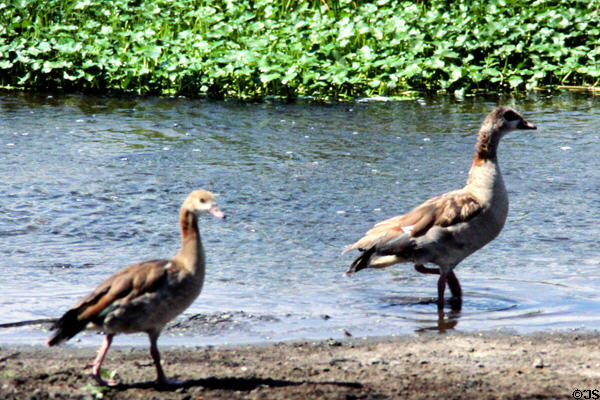 Egyptian Geese (<i>Alopochen aegyptiaca</i>) wade through water in Southern Kenya.
