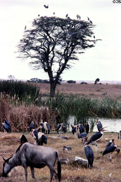 Wildlife in Nairobi National Park. Kenya.