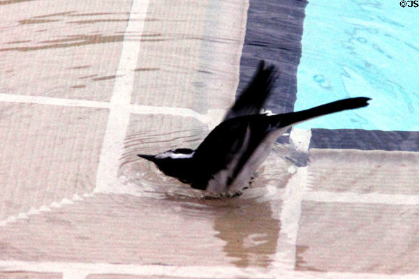 African Pied Wagtail (<i>Motacilla aguimp</i>) wading in a pool in Nairobi. Kenya.