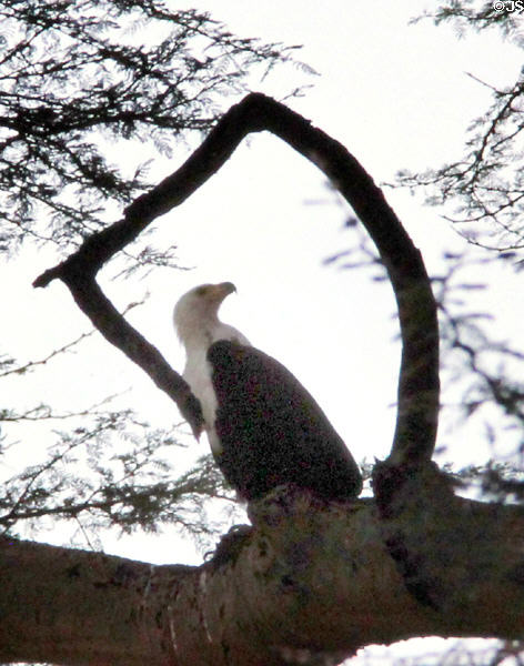 African fish eagle (<i>Haliaeetus vocifer</i>) sits in a tree in Southern Kenya.
