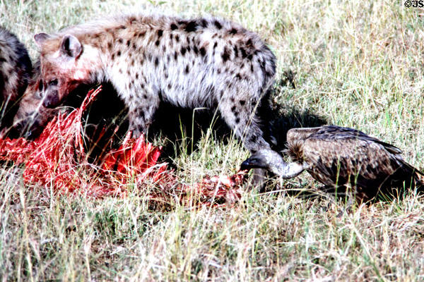 Hooded Vulture (<i>Necrosyrtes monachus</i>) tries to steal a morsel from spotted hyena (<i>Crocuta crocuta</i>) in Masai Mara Reserve. Kenya.