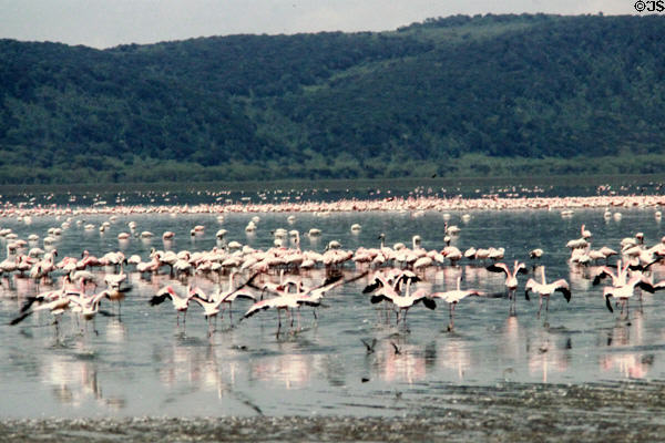 Lesser flamingos (<i>Phoeniconaias minors</i>) spread their wing in Lake Nakuru National Park. Kenya.