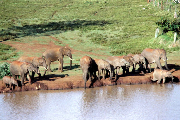 Herd of African forest elephants (<i>Loxodonta cyclotis</i>) by waterhole in Aberdare National Park. Kenya.