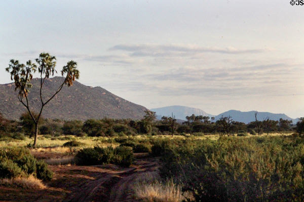 Landscape of Samburu National Reserve where species differ from those found on plains of Southern Kenya.