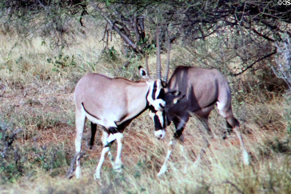 Oryx (gemsbok) (<i>Oryx gazella</i>) in grasses of Samburu National Reserve. Kenya.