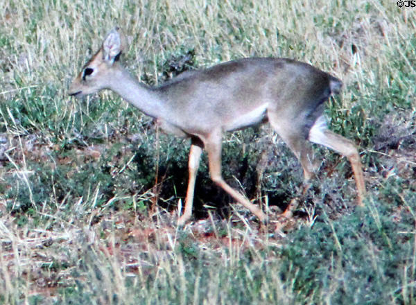 Kirk's Dikdik, (<i>Madoqua kirkii</i>) a small Antelope only 16 inches high, in Samburu National Reserve. Kenya.