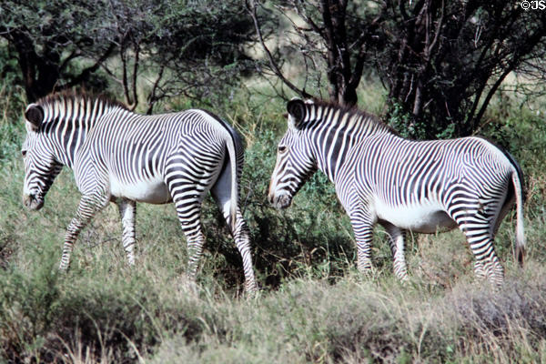 Grevy's zebra (<i>Equus grevyi</i>) distinguished by their narrow stripes, run wild in Samburu National Reserve. Kenya.