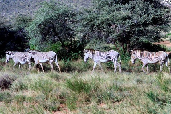 Grevy's zebra (<i>Equus grevyi</i>) distinguished by their narrow stripes, run wild in Samburu National Reserve. Kenya.