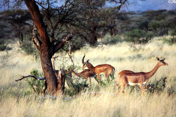 Gerenuk (<i>Litocranius walleri</i>) which stand on hind legs to feed in Samburu National Reserve. Kenya.